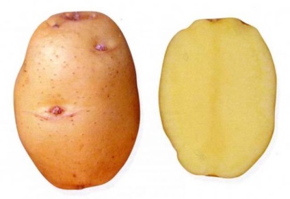 Cartoful Baron descrie varietatea, demnitatea, calendarul de plantare, recenzii