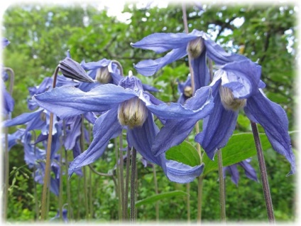 Clematis îngrijire și plantare, fotografie, reproducere, tăiere primăvară și iarna