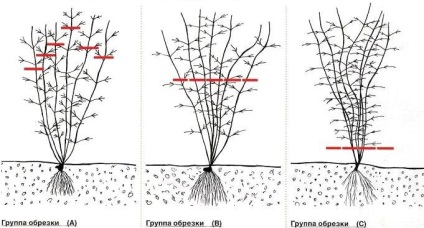 Clematis ápolás és ültetés, fotózás, reprodukció, metszés tavasszal és télen