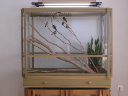 Cage din sticlă - amadine, canari și alte pene - trei a 12