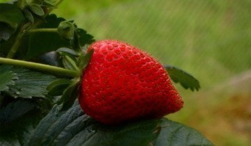 Căpșunul de la semințe garantează fructele de pădure sănătoase și puritatea soiului