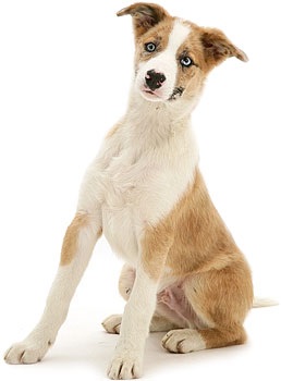 Hrana hepatice purină hp pentru câinii cu boală hepatică - cumpăra ieftin la Moscova ieftin