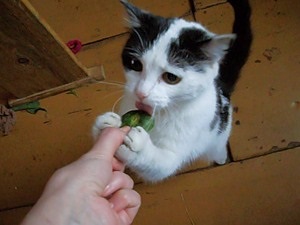 O pisică care mănâncă castraveți
