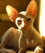 O pisică în casă, pe măsură ce apare un animal de companie, schimbă situația psihologică din familia șobolanului Don Sphynx