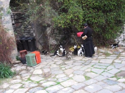 Pisicile din muntele sfânt al Muntelui Athos, 