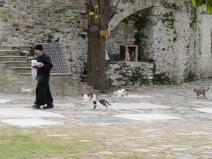 Pisicile din muntele sfânt al Muntelui Athos, 