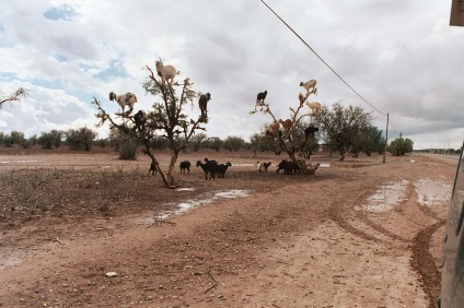 Kecske a fákon marokkóban