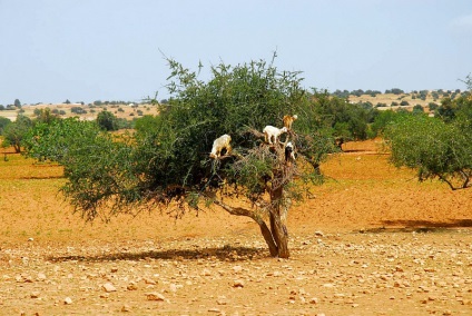 Kecske a fákon marokkóban