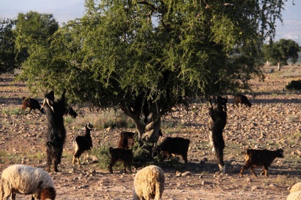 Capră în copacii din Maroc