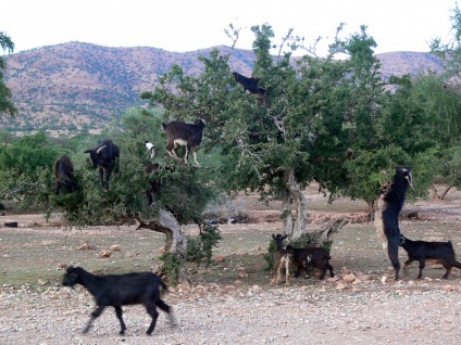 Capră în copacii din Maroc