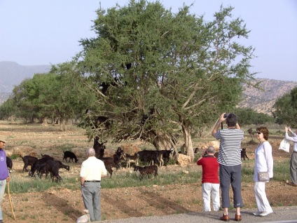 Capră în copacii din Maroc