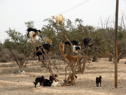 Capră în copacii din Maroc