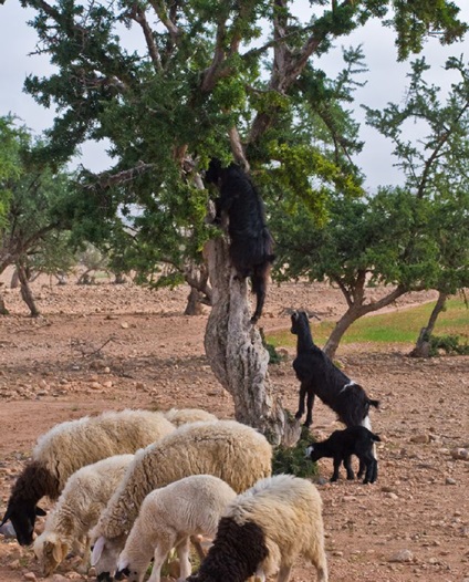 Capră în copacii din Maroc