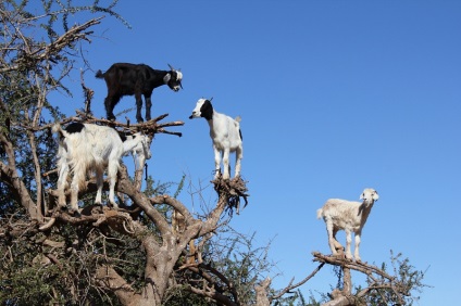 Capră în copacii din Maroc