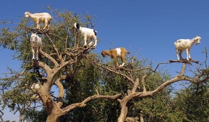 Capră în copacii din Maroc