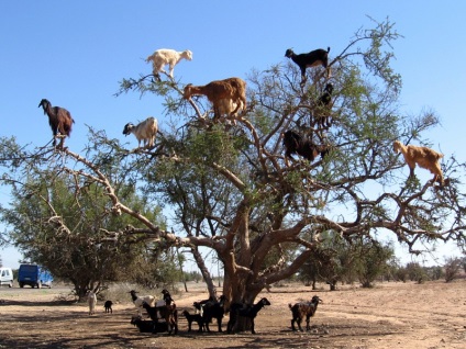 Capră în copacii din Maroc