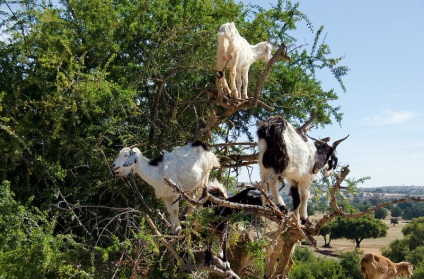 Capră în copacii din Maroc