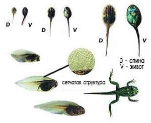 Krasnobrjuhaya zhilyanka (bombina bombina) fotografie miez, descriere reproducere colorare mănâncă inamici