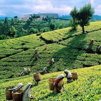 O scurtă istorie a ceaiului în China, Anglia, Rusia, Japonia, Coreea, America, istoria originii,
