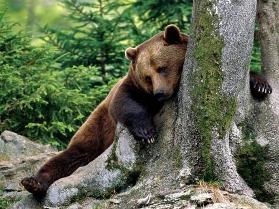 Informații scurte despre ursul brun Kamchatka