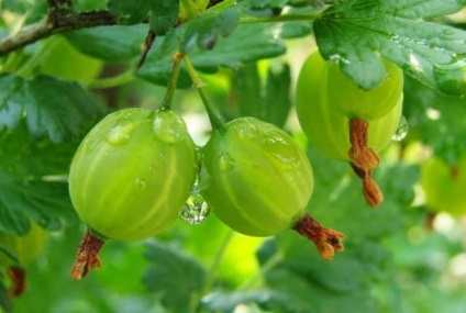 Gooseberries - beneficiu și rău, proprietăți utile, calorii și contraindicații