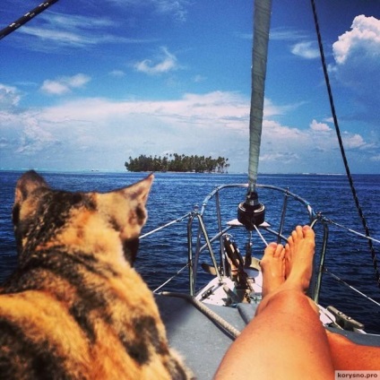 În jurul călătoriei lume pe o barcă cu o pisică
