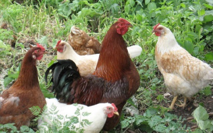 A csirkék kevés tojást hordanak, van-e mód arra, hogy tovább növeljék a hordozást