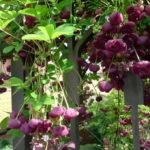 Kvamoklit pinnate cypress liana fotografie, cultivare și îngrijire