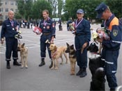 Labrador retrievers pepinieră radiant vechi în mcs