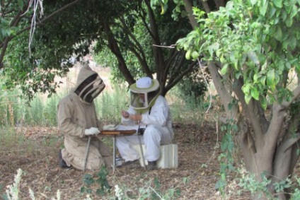 Tratamentul metodelor de control și tratare a varroatozei albinelor