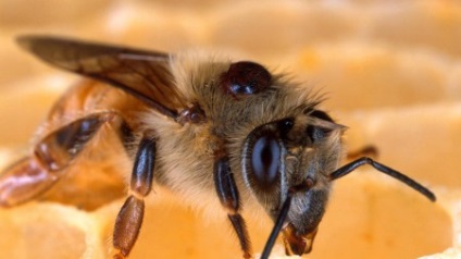 Tratamentul metodelor de control și tratare a varroatozei albinelor