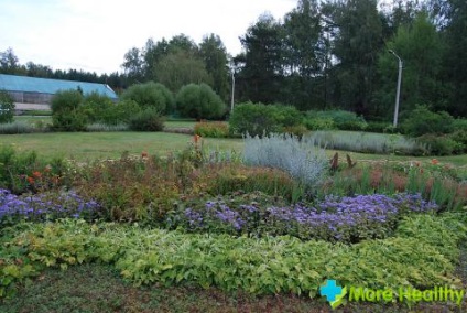 Plante medicinale în grădină - grădina medicinale din casă