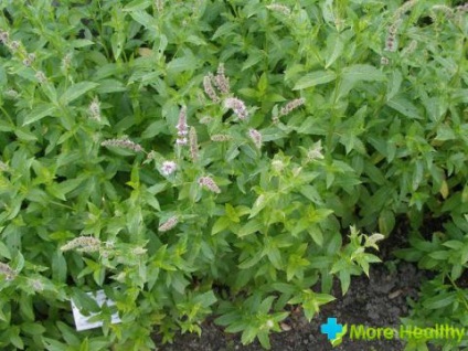 Plante medicinale în grădină - grădina medicinale din casă