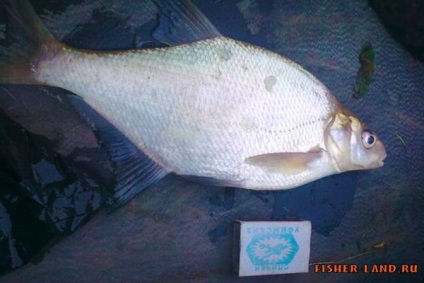 Bream pe Urals