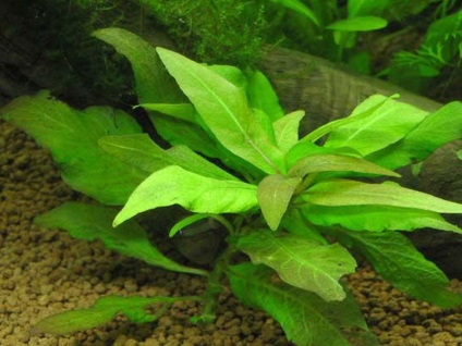 Lemongrass este o plantă de amfibieni în acvariu