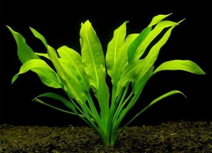Lemongrass este o plantă de amfibieni în acvariu