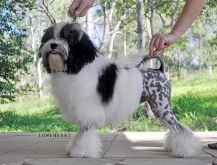 Lyon bichon, fotografie levhen, istorie a rasei Lyon leven a câinelui, costul apariției creșterii prețului catelului