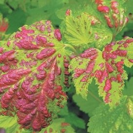 Leaf Gall decay - descrierea dăunătorilor