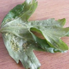 Leaf Gall decay - descrierea dăunătorilor