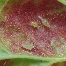 Leaf Gall decay - descrierea dăunătorilor