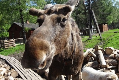 Biostația Elk - odihnește-te cu copiii