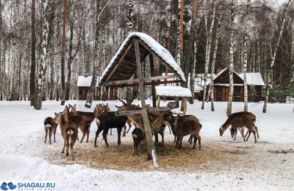 Elk остров в Москва екскурзия до лосове биологична станция