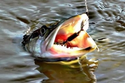 Pike de pescuit în toamnă pe o lingură-momeală