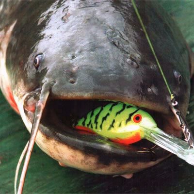 Suc de catfish prins pe wobblers