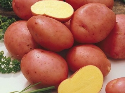 Cele mai bune sortimente de cartofi pentru Siberia cu descriere și fotografie