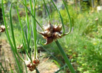 Ceapă plantare multi-etaje, plantare și fotografie de îngrijire