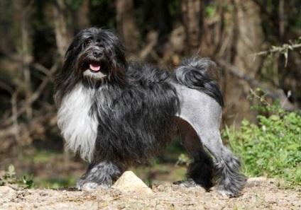 Oroszlán kutya Bichon Lyon vagy Lionhen