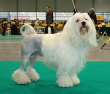 Oroszlán kutya Bichon Lyon vagy Lionhen