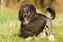 Oroszlán kutya Bichon Lyon vagy Lionhen