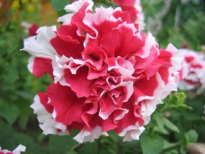 Petunia iubeste soarele